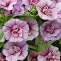 Bild von Calibrachoa double P12 Pink Vein